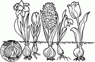 coloring picture of evolution of a flower